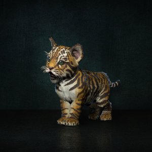 Natalya, Tiger Pet